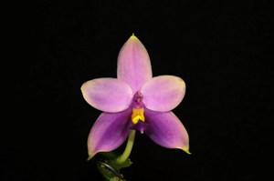 Phalaenopsis Samera Blue Star HCC/AOS 75 pts.